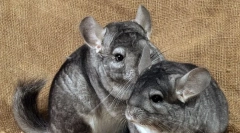 Kako določiti nadstropje chinchilla, razlike dekleta od fanta